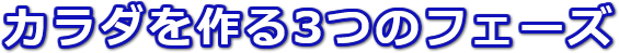 カラダを作る3つのフェーズ